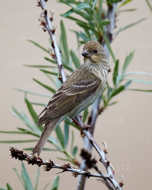 Common Rosefinch (Carpodacus erythrinus) male, Mecklenburg-Western Pomerania, Germany