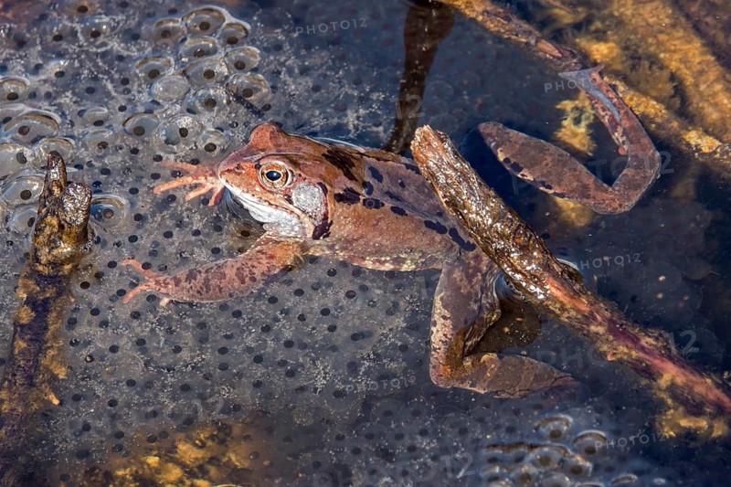 Common toad (Bufo bufo) sitting in the water on spawn, moor pond, Oberstdorf, Oberallgäu, Allgäu, Bavaria, Germany