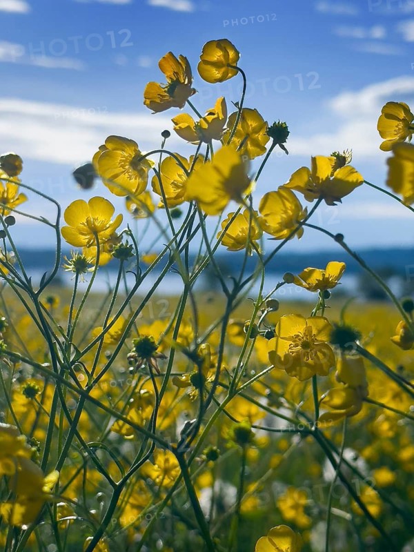 Flower meadow, buttercup, buttercup (Ranunculus acris), behind Lake Starnberg, Bavaria, Germany