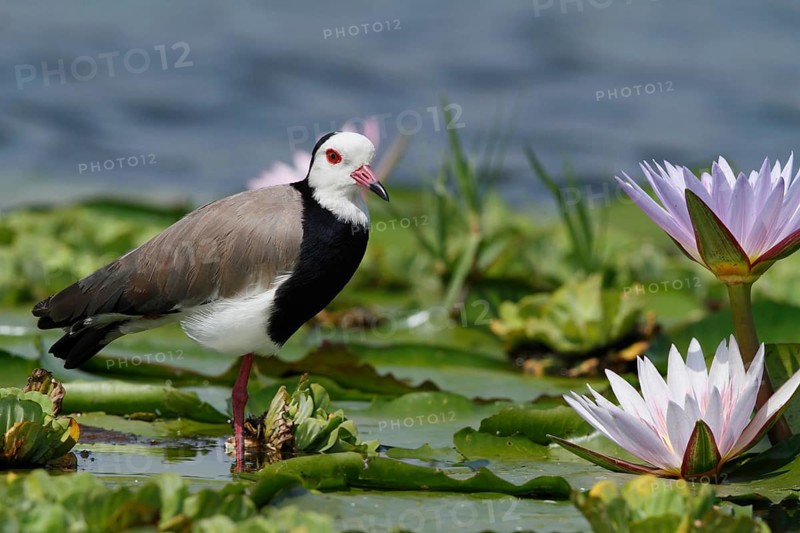 Long-toed Lapwing (Vanellus crassirostris), Mbamba Swamp, Uganda