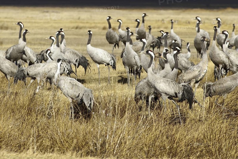 Common Crane (Grus grus), Laguna de Gallocanta, Spain