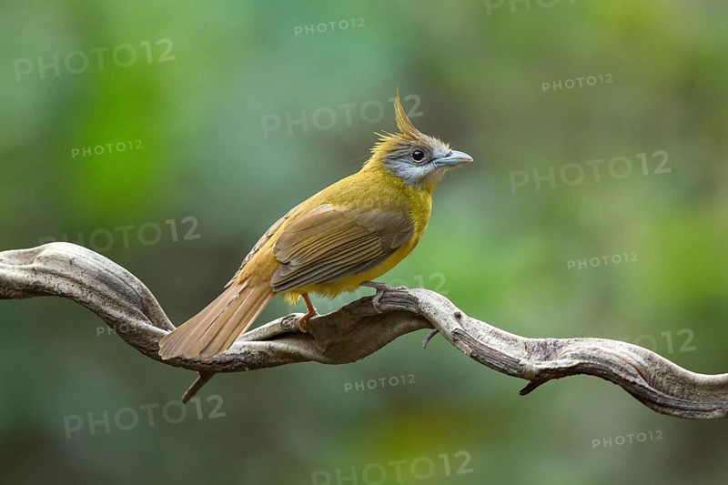 White-throated Bulbul (Alophoixus flaveolus), Yunnan, China