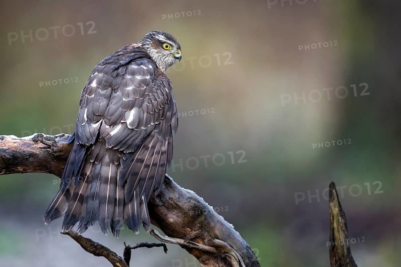 Eurasian Sparrowhawk (Accipiter nisus) female perched on a branch, drying its feathers, Saxony-Anhalt, Germany