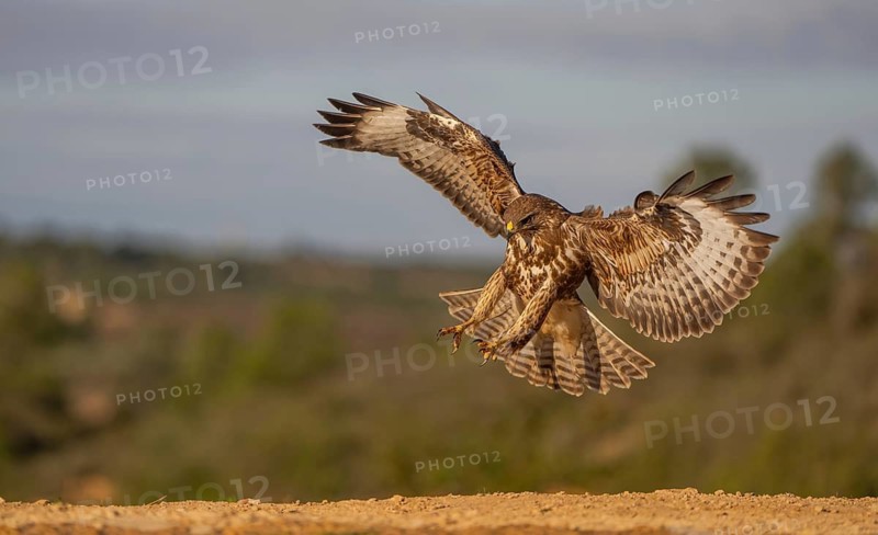 An impressive hawk descends gracefully with its wings fully extended against a backdrop of greenery and clear skies, showcasing the elegance and power of nature's aviators