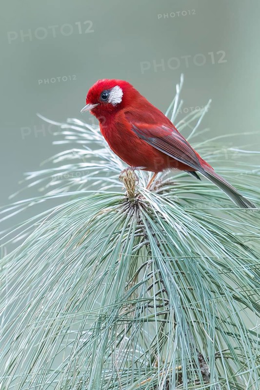 Red Warbler (Cardellina rubra) perched on a branch in Oaxaca, Mexico