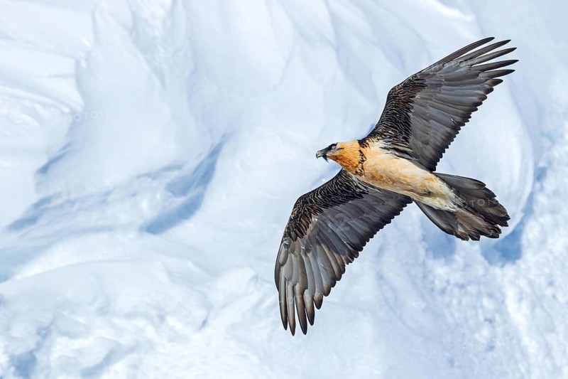 Bearded vulture, lammergeier, (Gypaetus barbatus), (Gypaetus barbatus meridionalis), flight photo, animals, birds, vulture, bird of prey, hawk-like family, mountain scenery, blue sky, free-view, Gemmi Pass, Valais, Switzerland