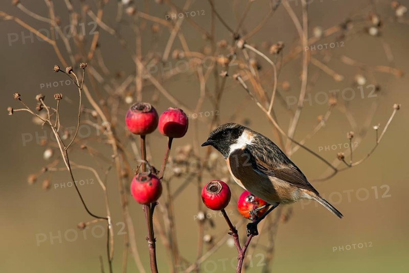 European Stonechat (Saxicola rubicola) male perched on a twig, Rimini, Italy