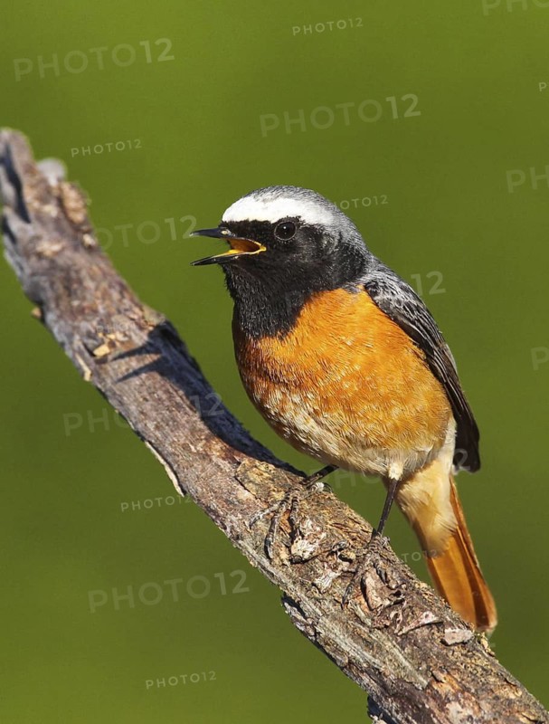 Common Redstart (Phoenicurus phoenicurus) male singing, Portalegre, Portugal
