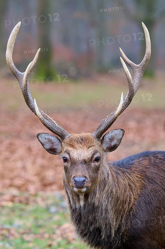 A stag with large antlers stands in the forest on leaf-covered ground, Sika deer (Cervus nippon), Germany