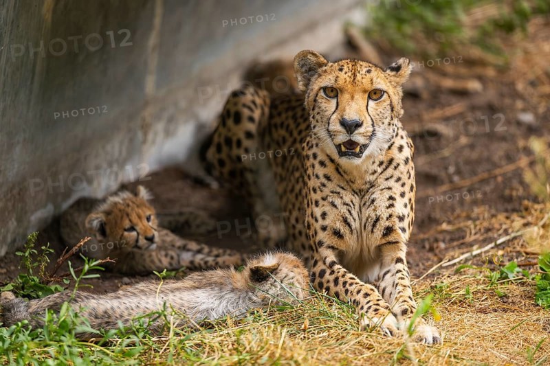 Cheetah (Acinonyx jubatus) mother with her youngster, captive, occurrence Africa