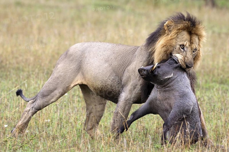 African Lion (Panthera leo) carries a killed female Warthog (Phacochoerus aethiopicus), Masai Mara, Kenya