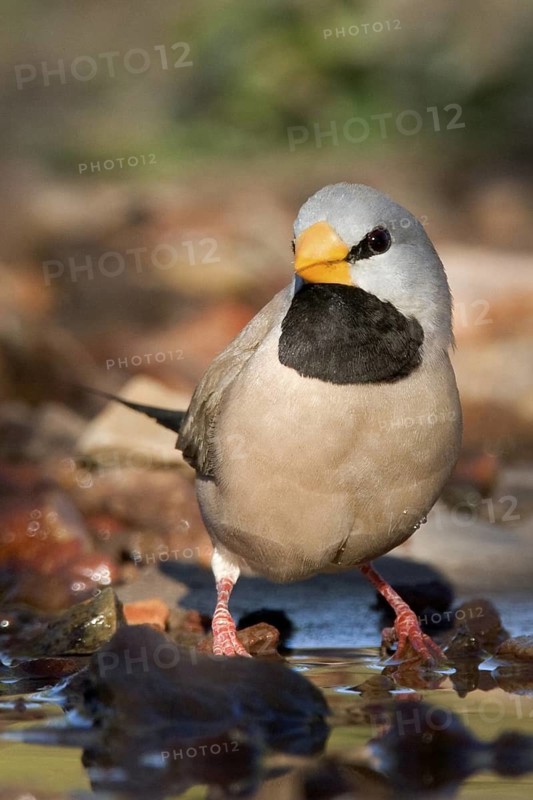Long-tailed Finch (Poephila acuticauda), Kimberley, Western Australia, Australia