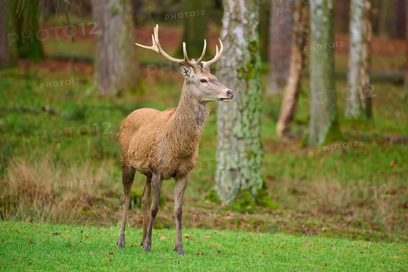 An attentive stag with impressive antlers in the green forest, red deer (Cervus elaphus), Hesse, Germany
