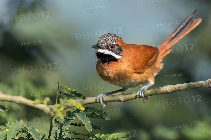 White-whiskered Spinetail (Synallaxis candei) perched on a branch in Colombia, South America