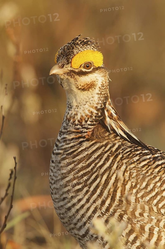 Lesser Prairie Chicken (Tympanuchus pallidicinctus) male, New Mexico, USA