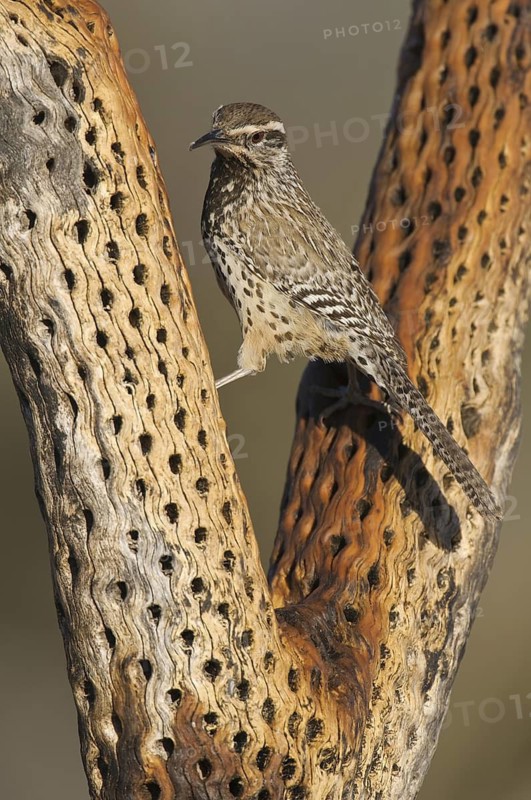 Cactus Wren (Campylorhynchus brunneicapillus), Arizona, USA