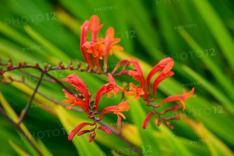 Vivid orange and red flowers against a blurred green background, Montbretie, Cawdor, Nairn, Scotland, United Kingdom, United Kingdom