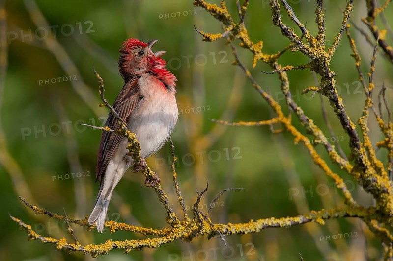 Common Rosefinch (Carpodacus erythrinus) male singing, Mecklenburg-Western Pomerania, Germany