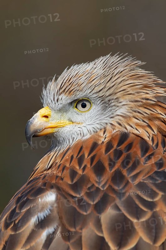Red kite (Milvus milvus) adult bird of prey raptor head portrait, England, United Kingdom