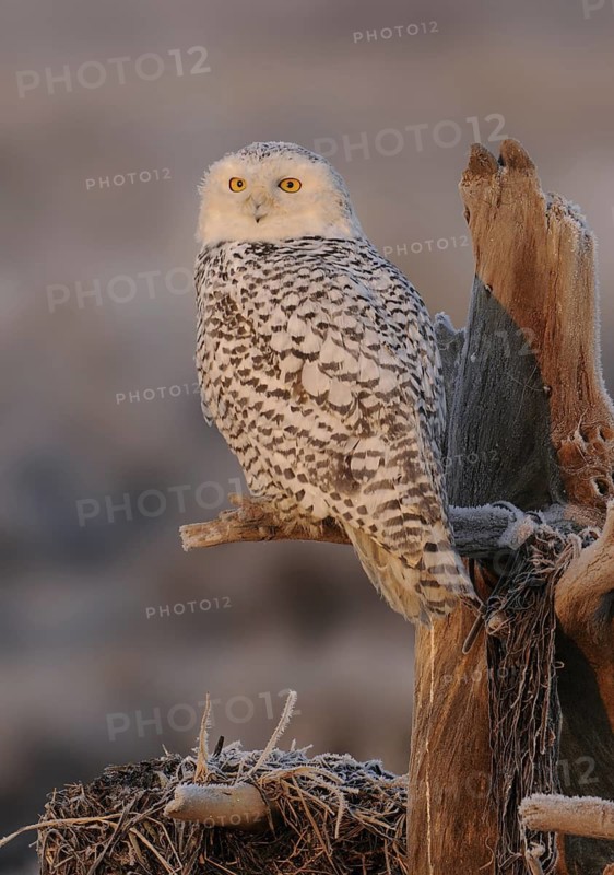 Snowy Owl (Bubo scandiacus), British Columbia, Canada