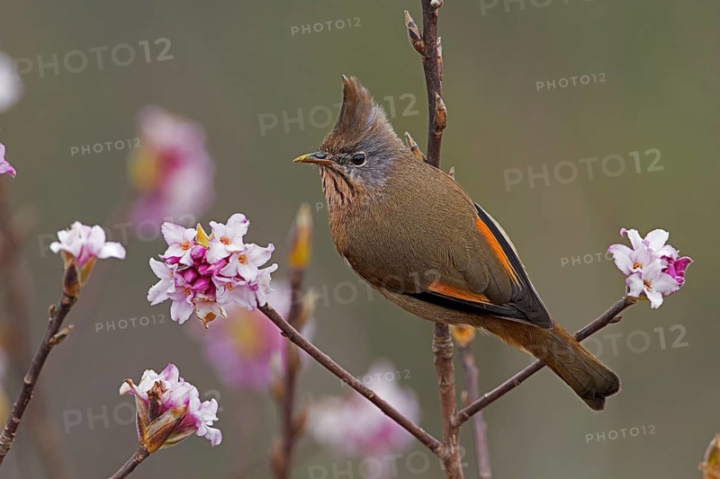 Stripe-throated Yuhina (Yuhina gularis), Darjeeling, India