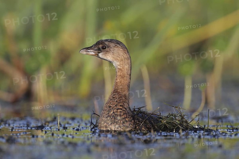 Pied-billed Grebe (Podilymbus podiceps), Florida, USA