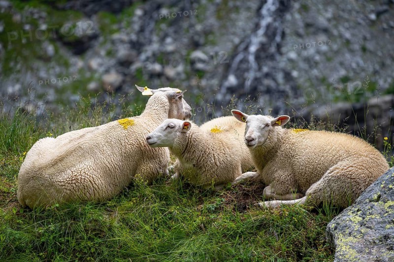 Three sheep (Ovis gmelini aries) sitting in the grass on a steep mountain meadow, Bernese Alps, Bernese Oberland, Switzerland