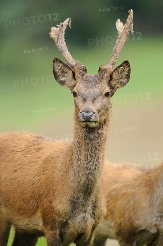 A young stag with small antlers standing upright in the forest, red deer (Cervus elaphus), Bavaria