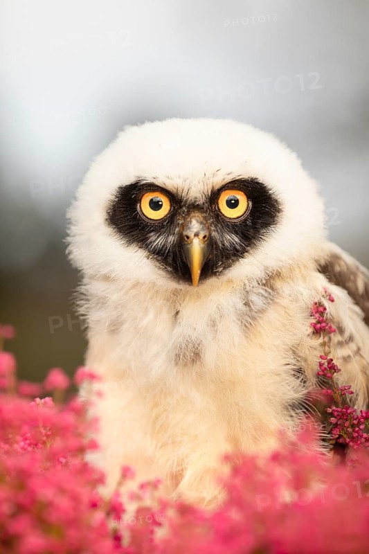 Spectacled Owl (Pulsatrix perspicillata) captive, juvenile, Germany
