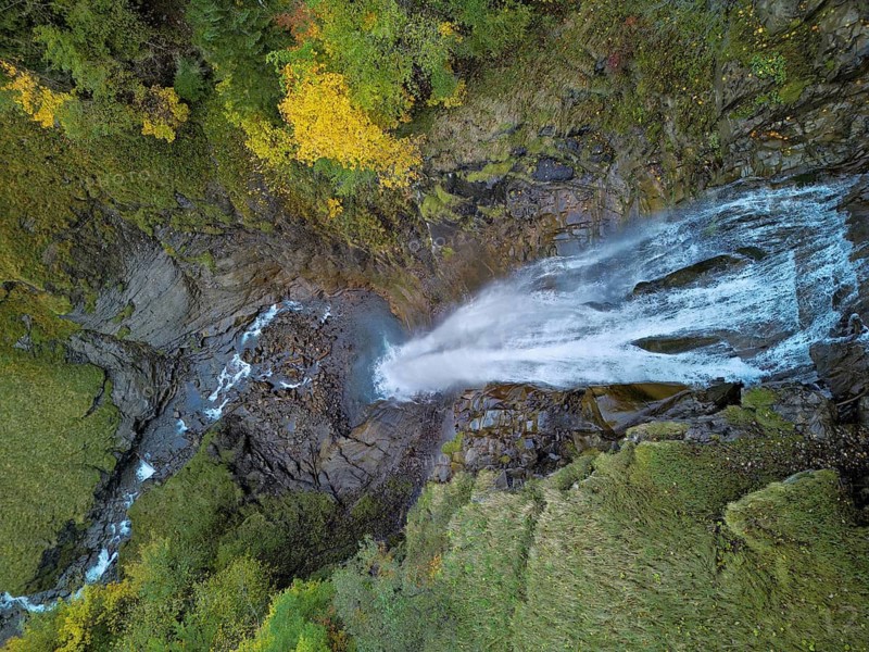 Autumn-coloured sycamore maple (Acer pseudo plantanus), at the Diesbach waterfall, Canton Glarus, Switzerland