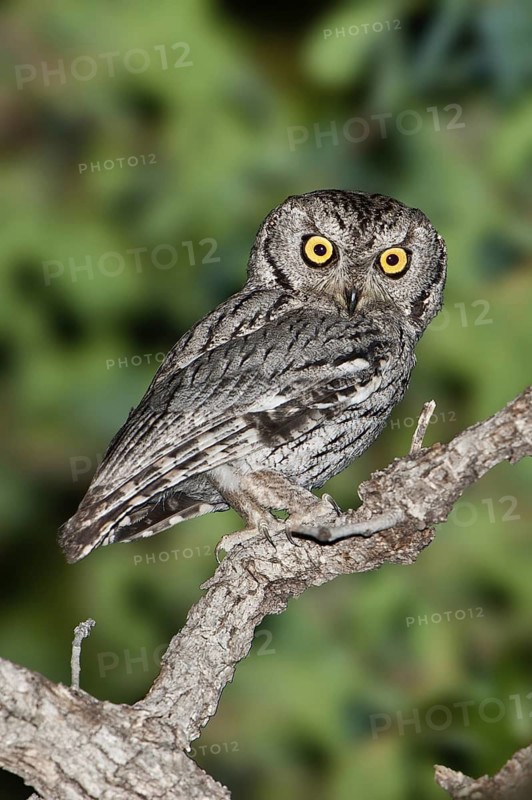 Western Screech Owl (Megascops kennicottii), Arizona, USA