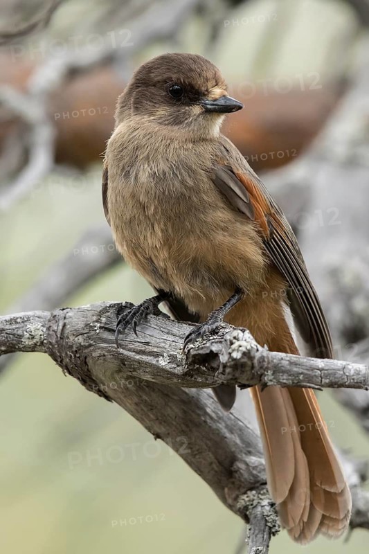Siberian Jay (Perisoreus infaustus), Dalarna, Sweden