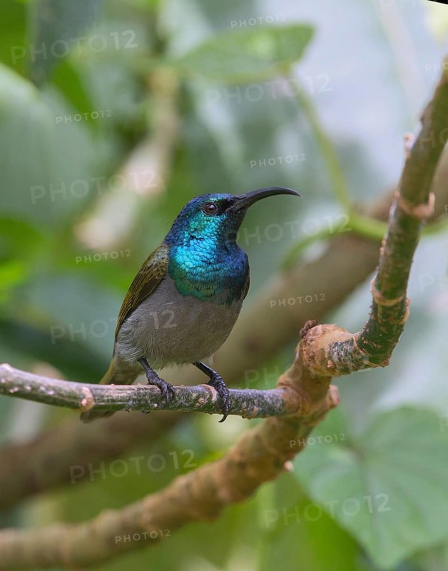 Green-headed Sunbird (Cyanomitra verticalis) male, Uganda