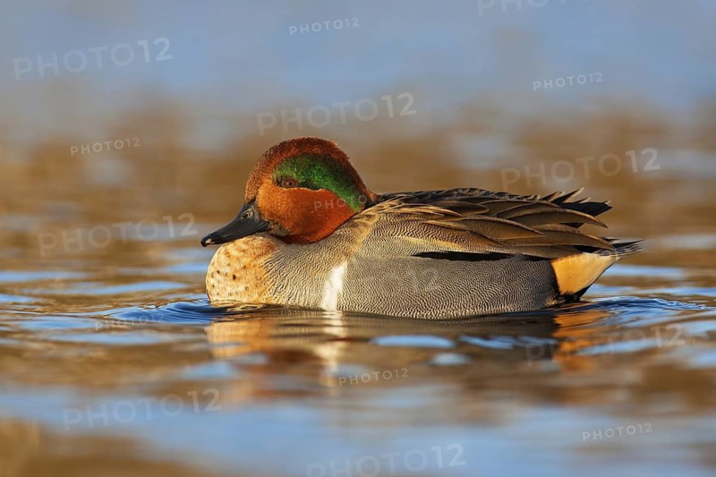 Green-winged Teal (Anas carolinensis) male, British Columbia, Canada