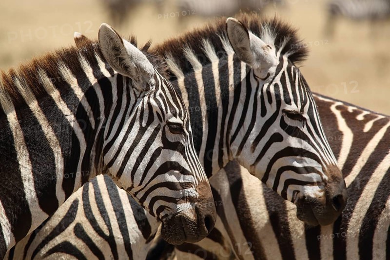 Portrait of two plains zebra (Equus quagga), Ngorongoro Crater, Serengeti, Tanzania, East Africa