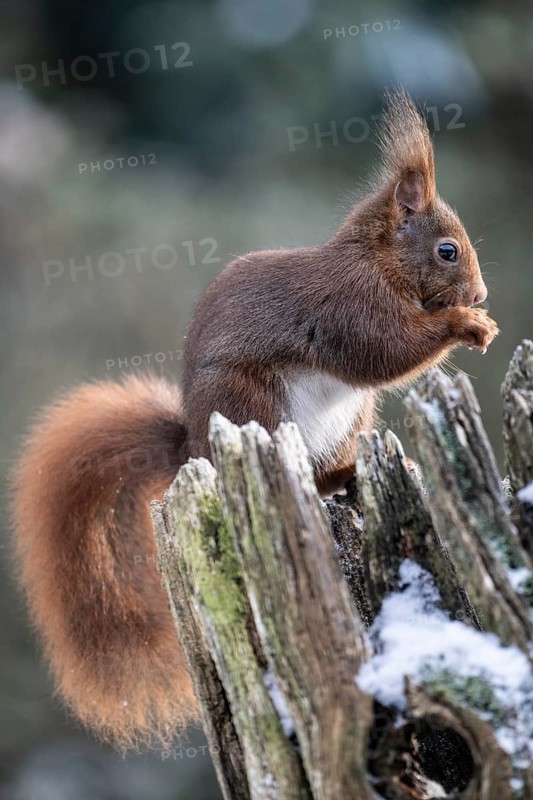 Squirrel (Sciurus vulgaris), Emsland, Lower Saxony, Germany