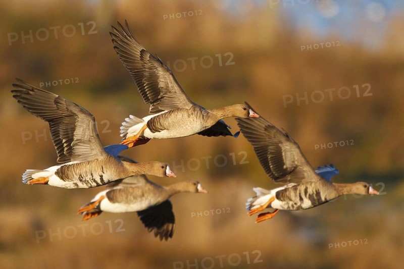 Greater White-fronted Goose (Anser albifrons) flying, North Rhine-Westphalia, Germany