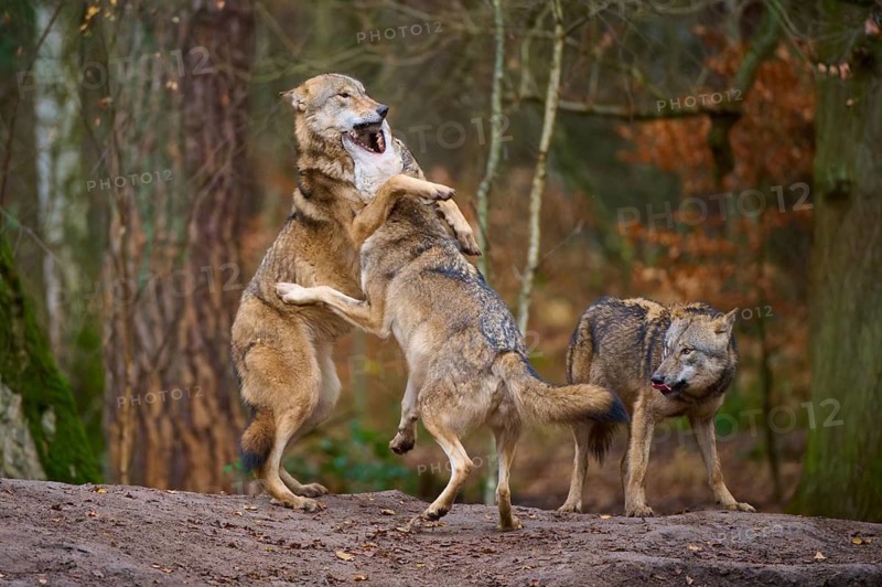 Three wolves interacting playfully in a wooded area, Wolf (Canis lupus), Germany