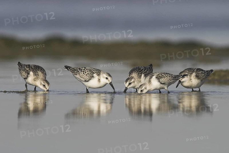 Sanderling (Calidris alba), Ontario, Canada