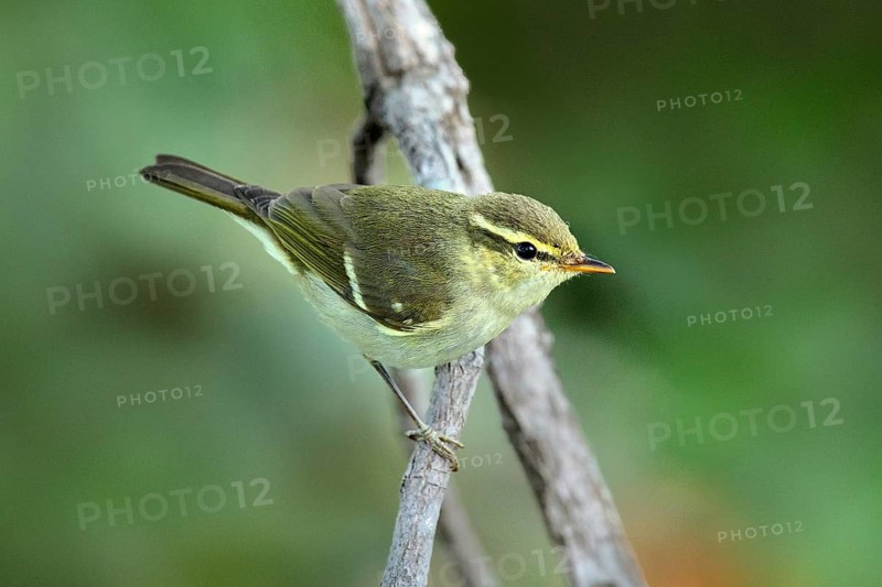 Yellow-browed Warbler (Phylloscopus inornatus) perched on a branch, Phnom Penh, Cambodia