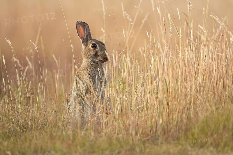 European rabbit (Oryctolagus cuniculus) adult wild mammal feeding in long grass in summer, England, United Kingdom