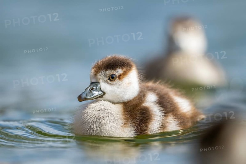 Egyptian goose (Alopochen aegyptiaca) chicks swimming on a lake, Bavaria, Germany