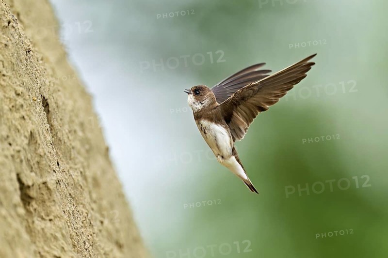 Sand martin (Riparia riparia), approaching the breeding tube, Reussegg nature reserve, Canton Aargau, Switzerland