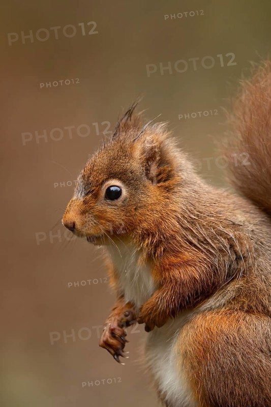 Red squirrel (Sciurus vulgaris) adult animal head portrait in winter, England, United Kingdom