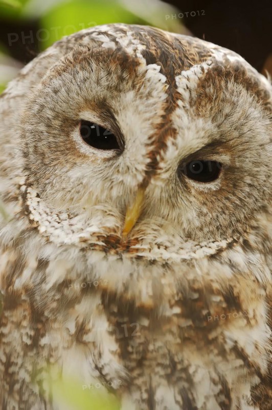 Tawny owl (Strix aluco), portrait, North Rhine-Westphalia, Germany