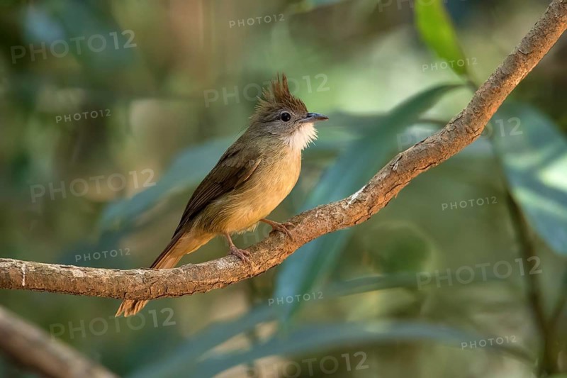 Ochraceous Bulbul (Alophoixus ochraceus hallae) perched on a branch, Di Linh, Vietnam