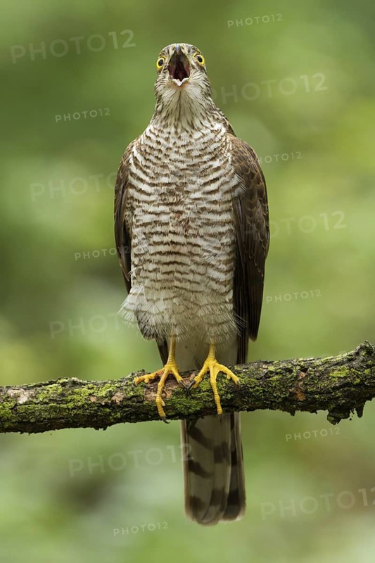 Eurasian Sparrowhawk (Accipiter nisus) calling, Utrecht, Netherlands