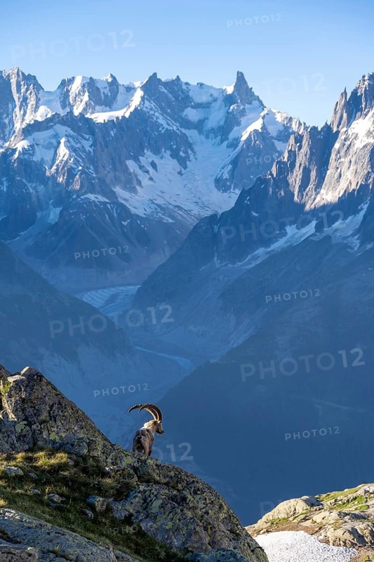 Alpine ibex (Capra ibex), adult male, in front of mountain landscape in morning light, behind glacier Mer de Glace and pointed mountain peaks of the Mont Blanc massif, Aiguille Rouges, Chamonix, France