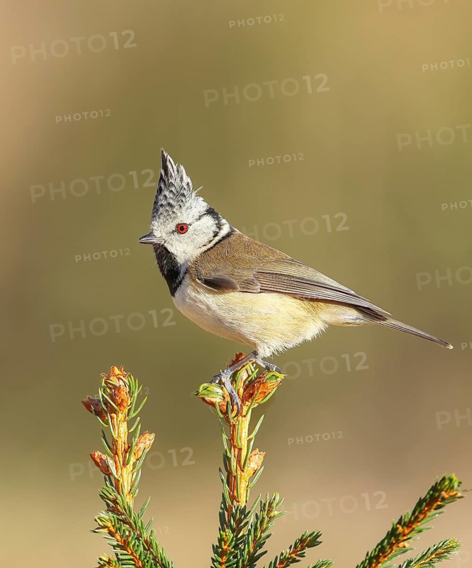 Crested Tit (Parus Scalloped ribbonfish) sitting on a spruce top, Wildlife, Animals, Birds, Titmouse, Siegerland, North Rhine-Westphalia, Germany