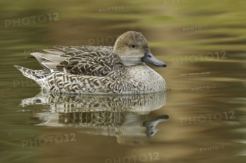 Northern Pintail (Anas acuta) female, Arizona, USA